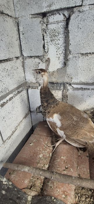 Pavão arlequim 5 meses