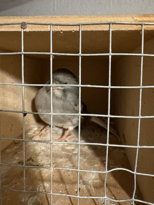 Kanarki samce sprzedam