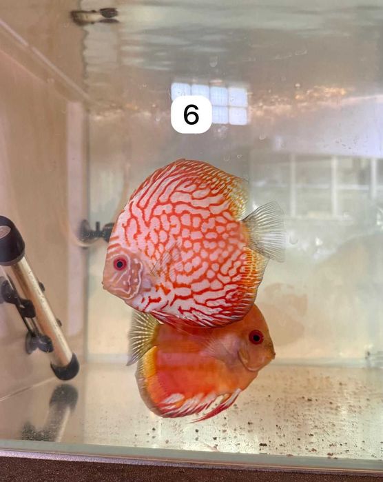 Discus adultos (varias strains)