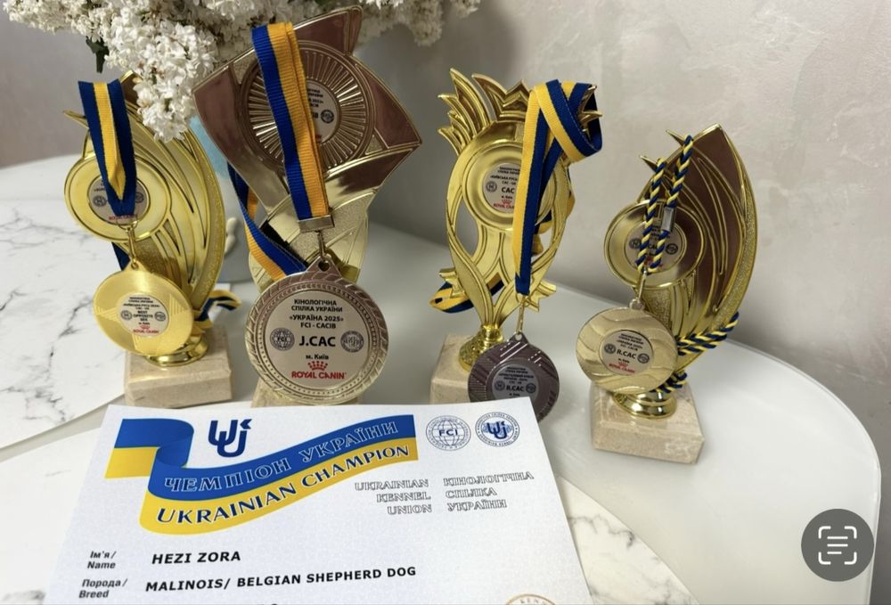 Цуценя Малінуа від чемпіонів України Бельгійська вівчарка