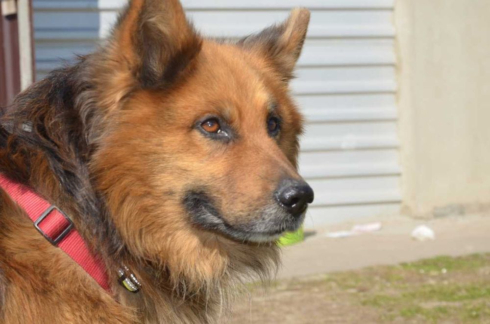 Lupa - piękna łagodna wilczyca ADOPCJA