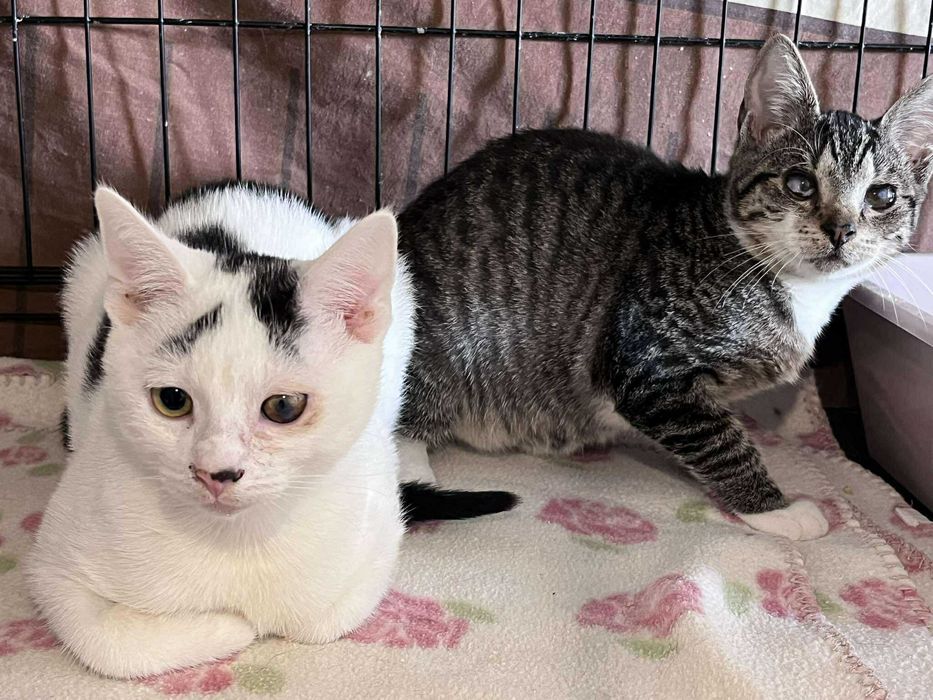 Nie mają szans na adopcję bo są brzydkie? :(