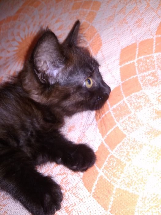 Бесплатно отдаем котят от шотландской вислоухой кошки