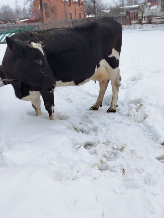 Продам молоду корову