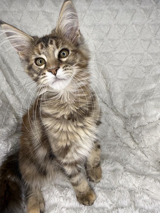Kotka  Maine Coon Felis/FiFe