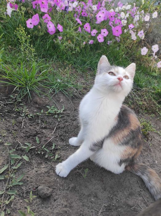 Муркотливі красуні чекають на вас!