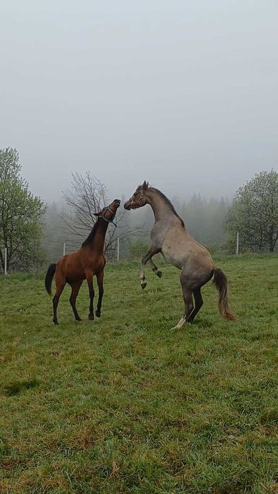 Beskid Niski  Kuznia Nowica jacuzzi Balia   Domek w Górach Krynica