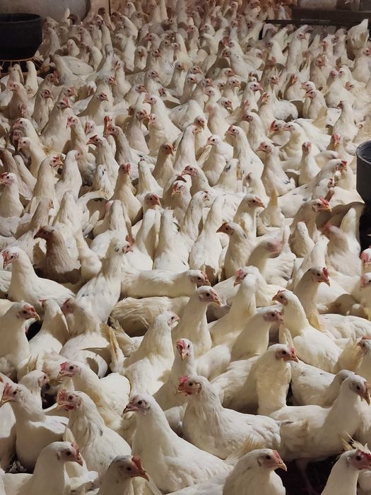 Kury nioski młode Rosa z pierwszym jajkiem. Leghorn. Zapraszam.