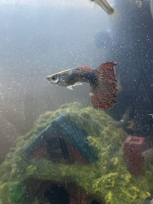 Casal Guppies Red Dragon Halfmoon: Linha Pura, Famalicão