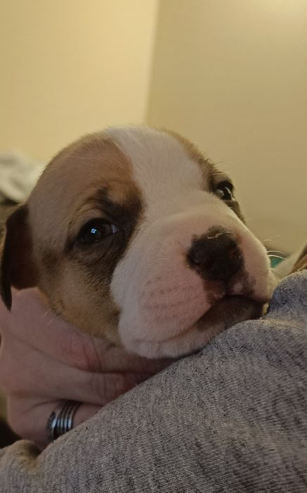 Wyjątkowy samiec American Staffordshire Terrier (amstaff) ZKwP/FCI