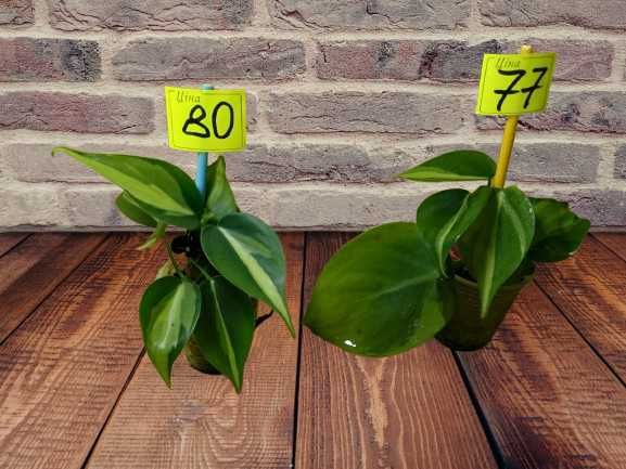 Філодендрон Бразіл