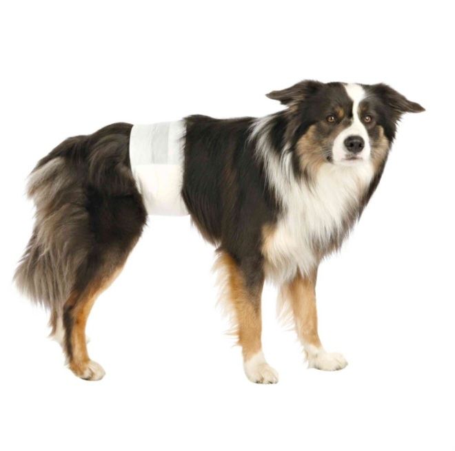 Pieluchy dla psów , M–L: 46–60 cm, 12 szt/opak.
