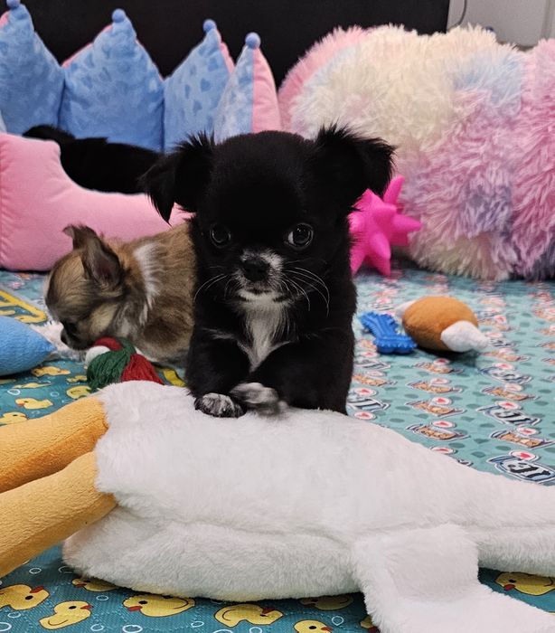 Śliczna czarna długowłosa Vanessa