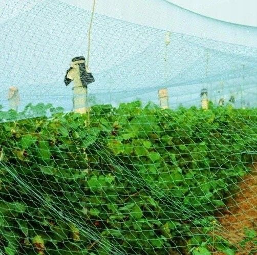 Siatka na ptaki 4x5m ochronna przeciw ptakom