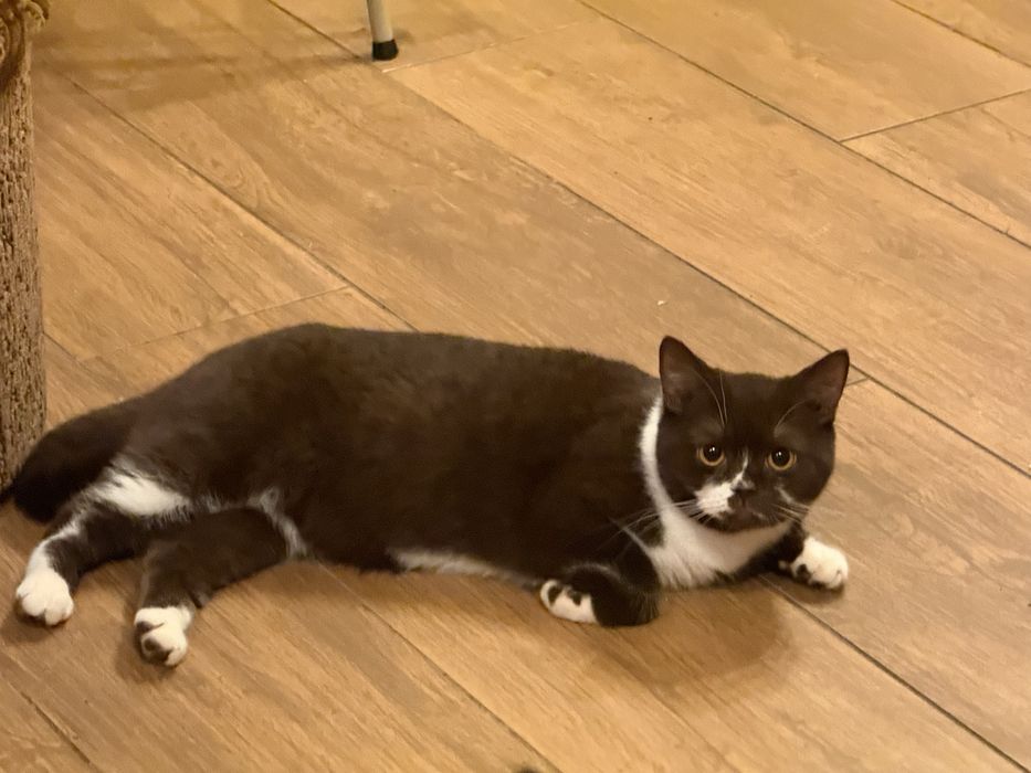 Kotka Brytyjska Czekoladowa Bikolorka