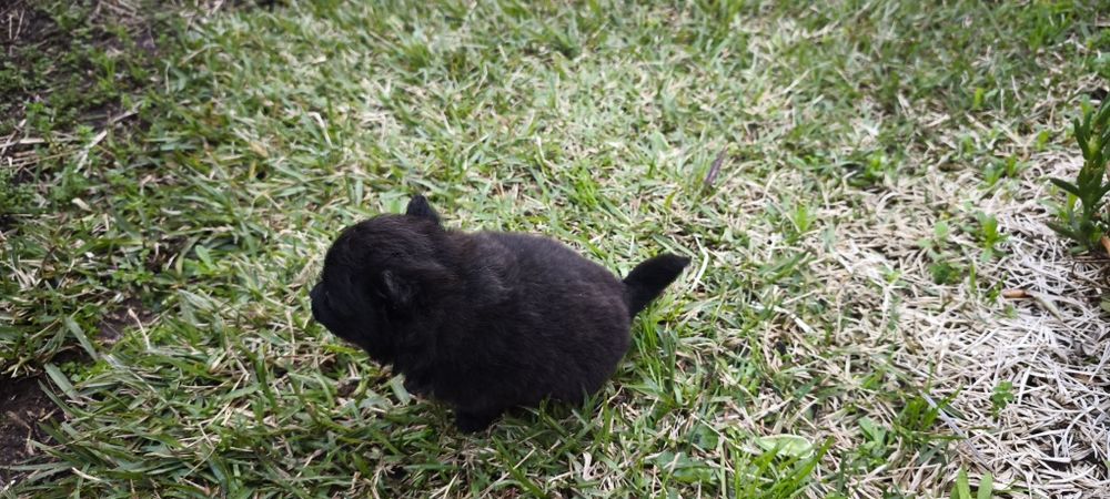 Spitz alemão anão fêmea Lulu da Pomerânia criado em ambiente familiar