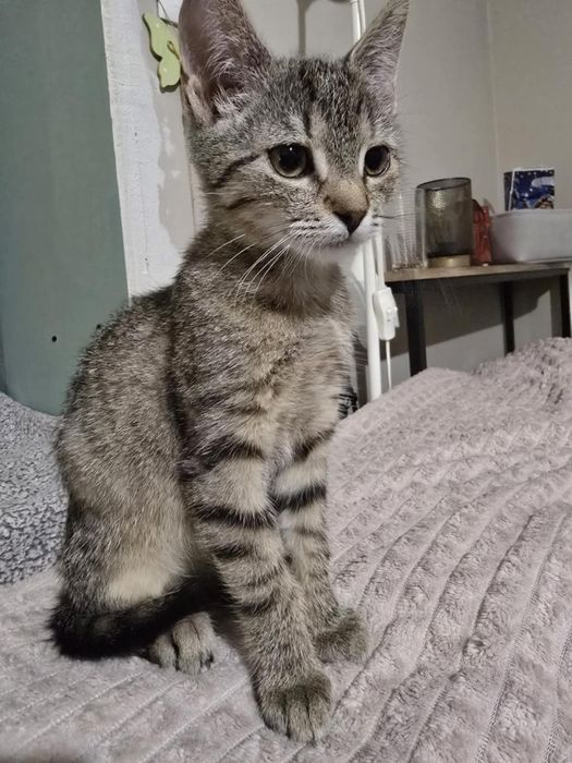 Urocza koteczka szuka swojego miejsca na ziemi - do adopcji