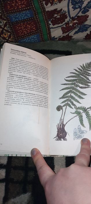 Pospolite rosliny środkowej Europy