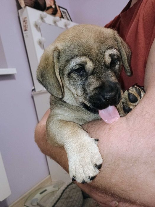 Oddam pieska za darmo