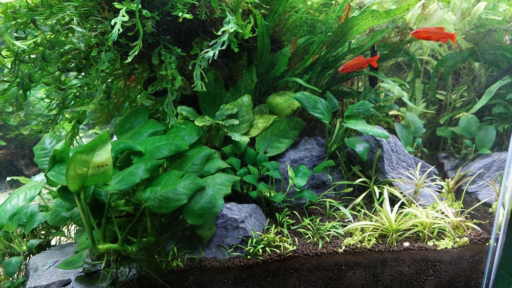 Pack váios tipos Plantas Aquário água doce