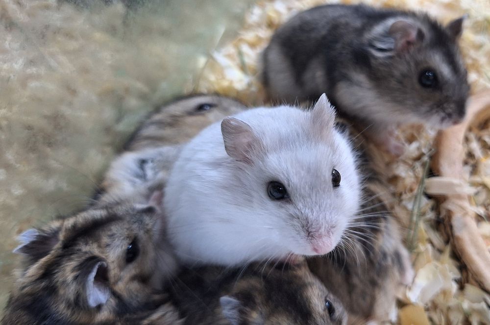 Chomki dżungarski samiczki.