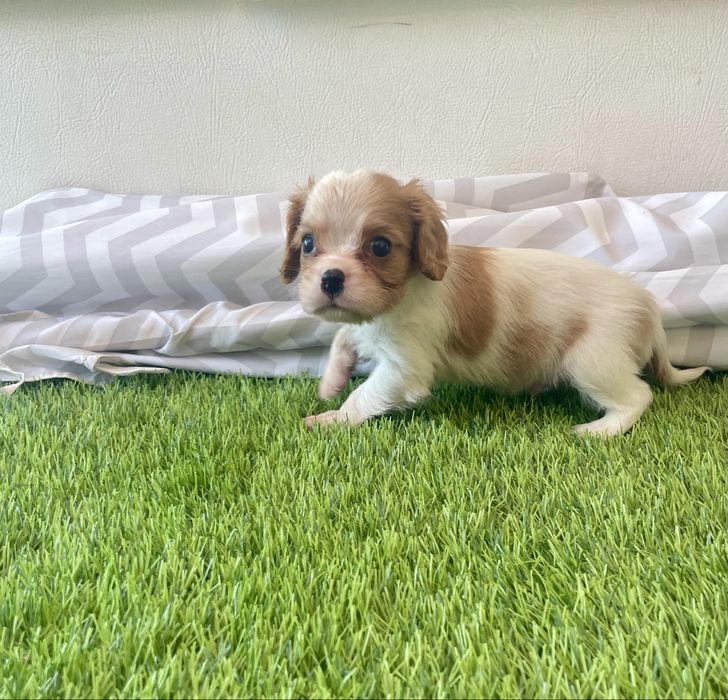 Cavalier  fantástico pode ter LOP