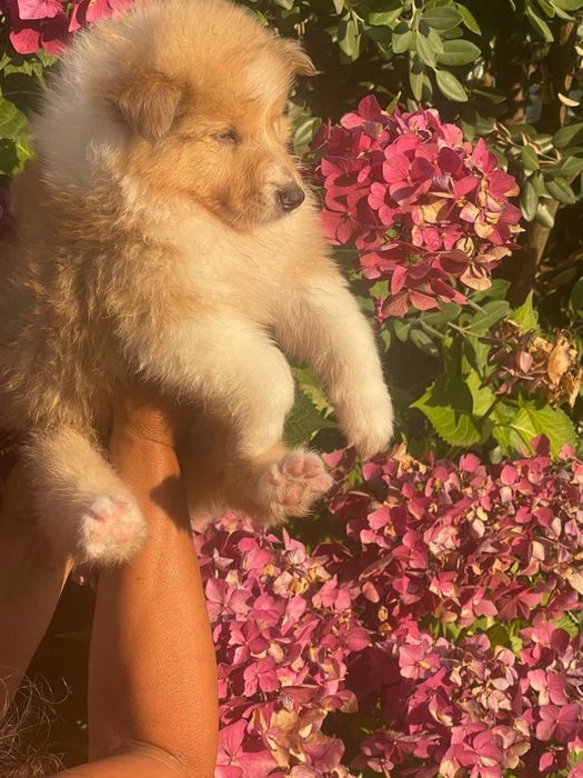 Rough collie macho