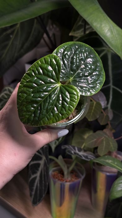 Антуріум anthurium luxurians x splendidum