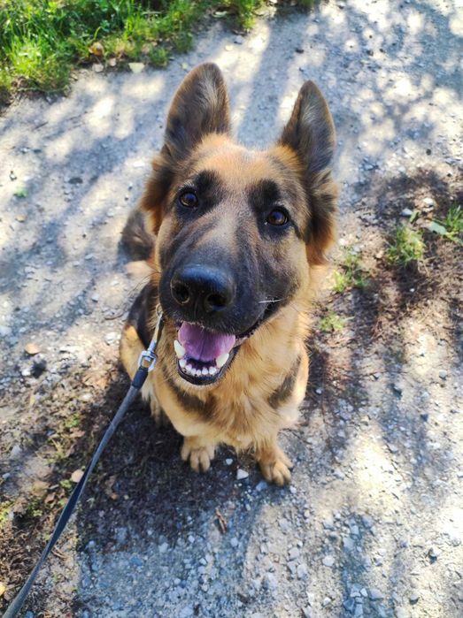 Suczka w typie owczarka niemieckiego do adopcji