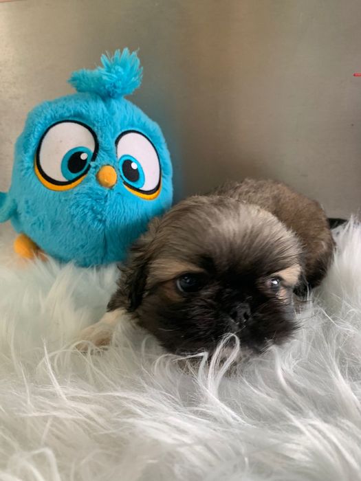 Pequinois bebé fofinho