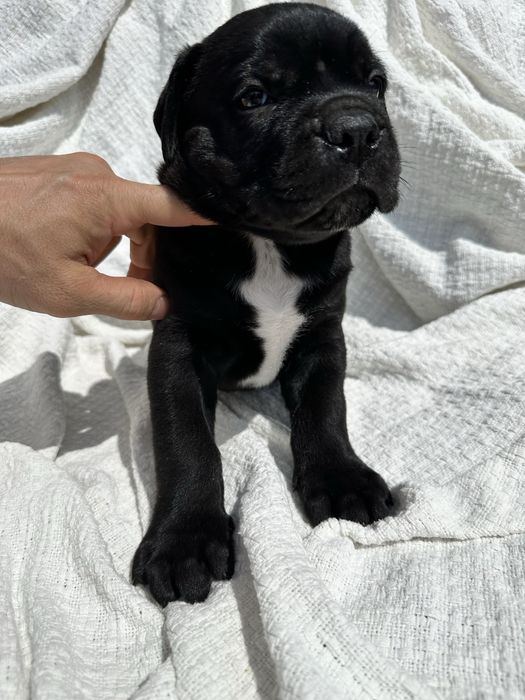 Чорний красунчик Альфред, 1,5 місяця. Кане-Корсо