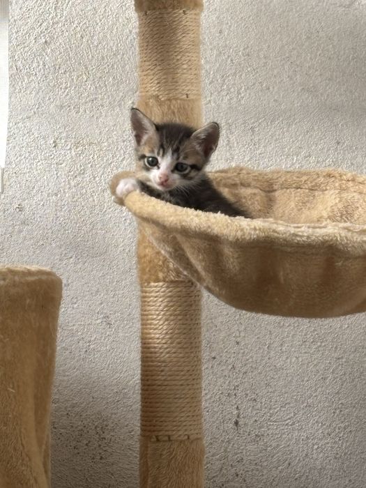 Gatos para adocao