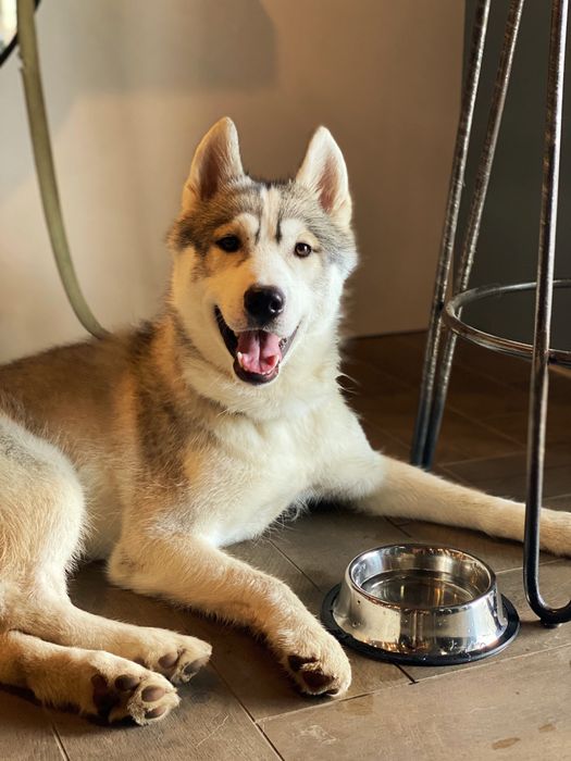 Кобель Хаскі на вязку