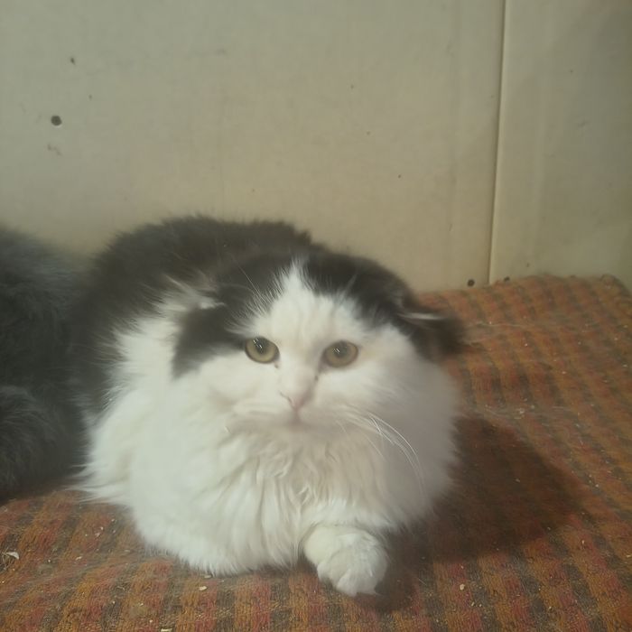 Отдам бесплатно Пухляша и Мусю мама британец.