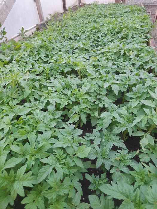 Продам розсаду помідор