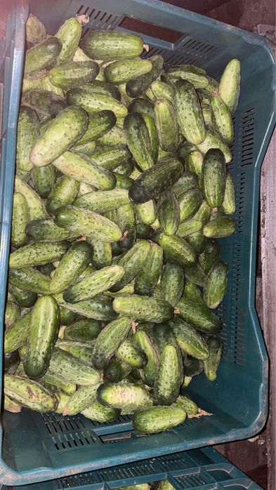 Ogórki