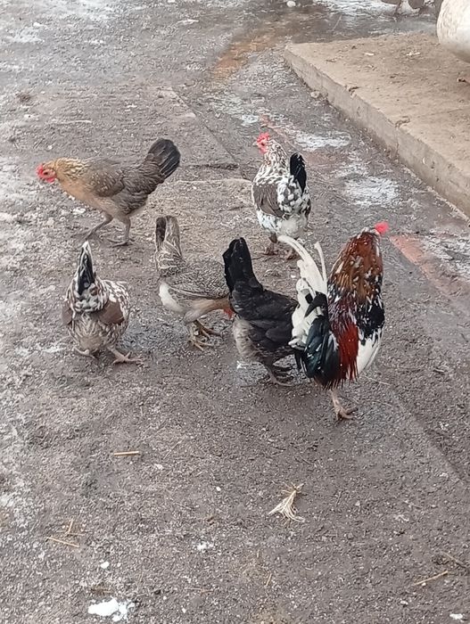 Продається ія бентамок