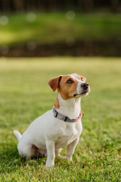 JACK RUSSELL TERRIER – suczka Jaga/Magic Jack