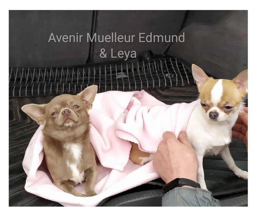 Вязка лиловый Чихуахуа, КСУ, плем-сертификат, стандарт