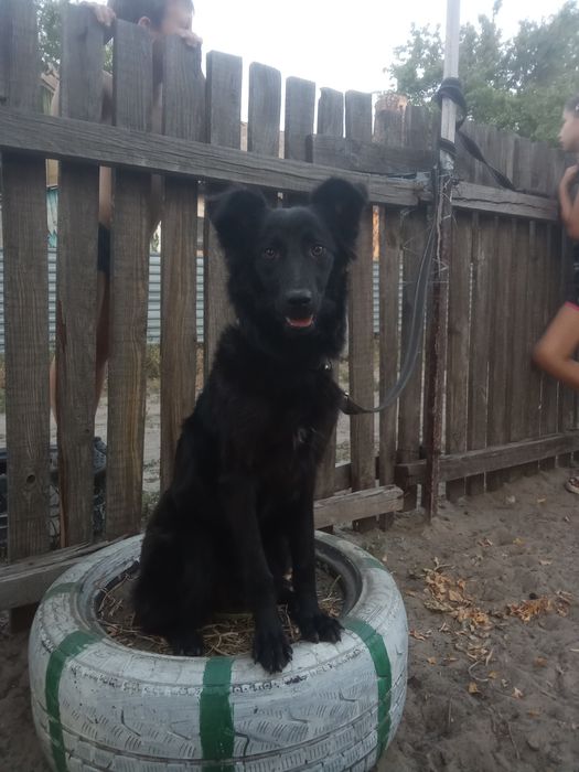 Отдам собаку в хорошие руки!