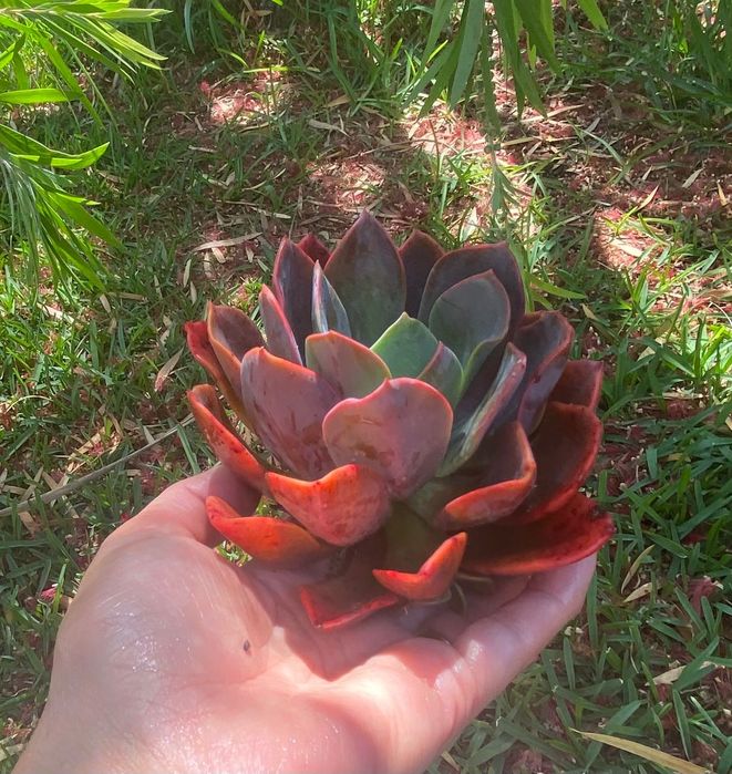 Vendo suculenta
