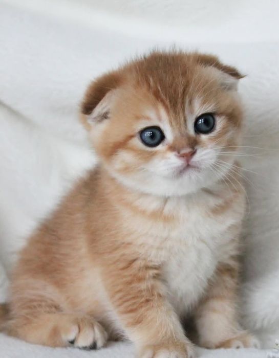 Хлопчик золота шиншила скоттіш фолд