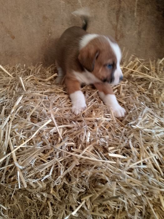 Pieski boxer z brązowym mieszańcem