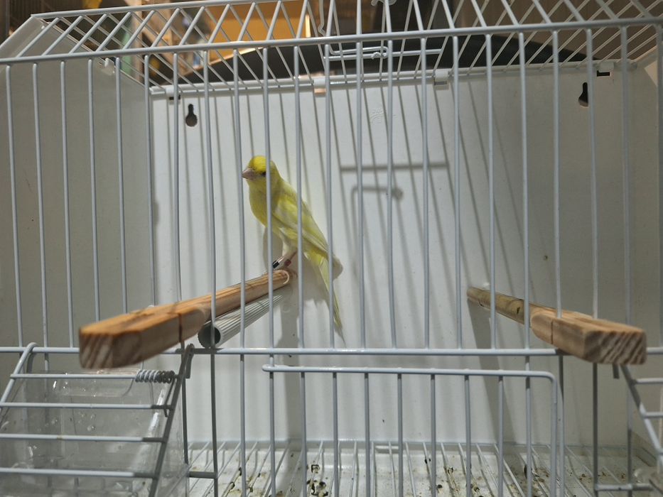 Canario largues espanhol