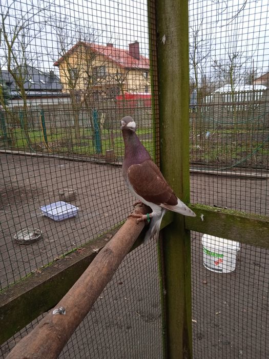 Rzeszowski samiec sprzedam