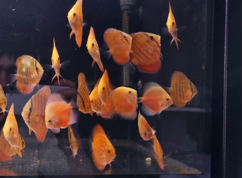 Paletki dyskowce red rose, blue diamond, turquis, solid red, Red Map