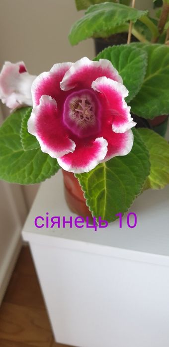 Глоксинія Глоксинії