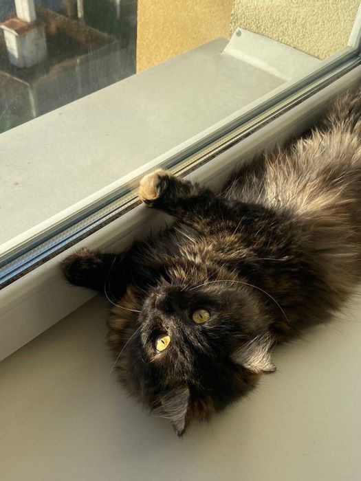 Віддам кішечку