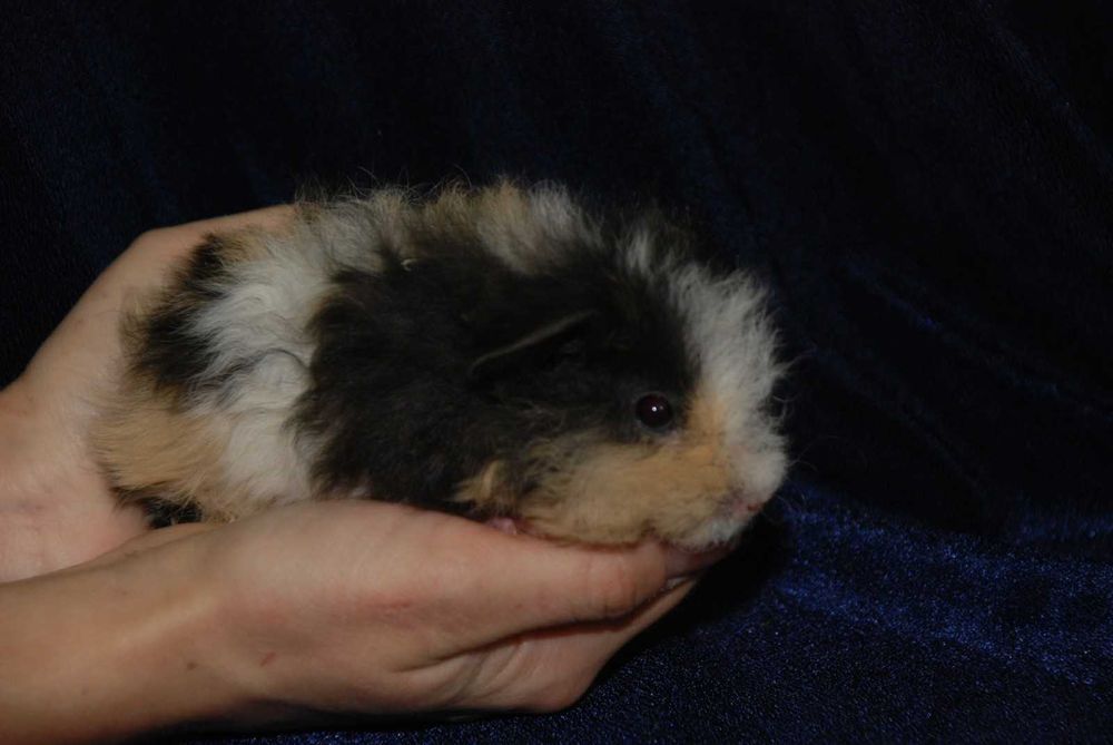 Морськи свинки в асортименті