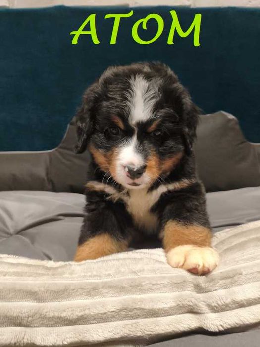 Berneński Pies Pasterski z rodowodem Magnusiowe Wzgórze